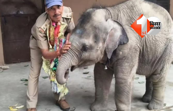 दिल को छू लेने वाली विदाई: रिटायरमेंट के दिन हथिनी 'मालिनी' से बिछड़कर फूट-फूटकर रोने लगे वन दारोगा, पैर छूकर लिया आशीर्वाद