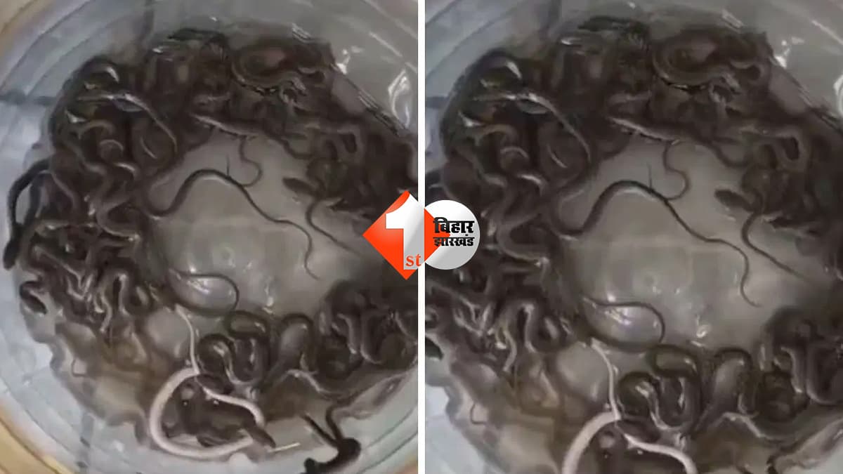 पानी के टैंक में मिले 27 सांप के बच्चे, नजारा देख दहशत में आया परिवार, वन विभाग ने किया रेस्क्यू