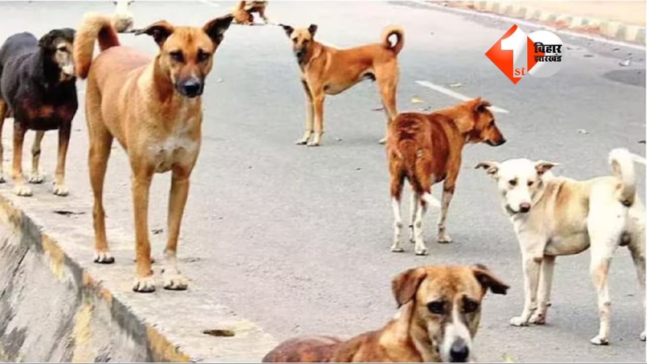 आवारा कुत्तों का आतंक: चार लोगों को काटकर किया जख्मी, 41 पर हमले से दहशत