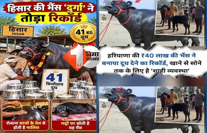 41 किलो दूध देने का हरियाणा की भैंस दुर्गा ने बनाया रिकॉर्ड, 40 लाख रुपये तक लग चुकी है इसकी कीमत