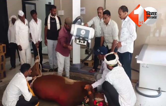 प्रसाद के साथ 3 तोले की सोने की चेन निगल गया बैल, 15 दिन बाद सर्जरी कर डॉक्टरों ने पेट से बाहर निकाला